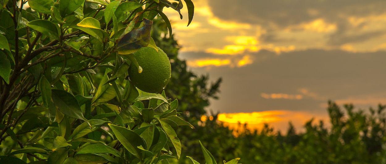 arancia al tramonto