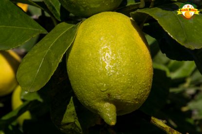 Image de 2kg de Citrons de Sicile