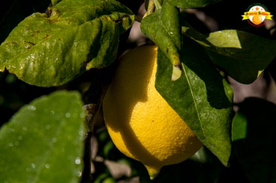 Picture of 5 Sicilian Lemons