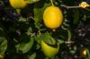 Immagine di 9kg limoni PRIMOFIORE di Sicilia