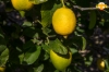 Picture of 9kg Sicilian Lemons