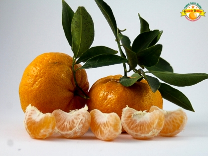 Immagine di OFFERTA 9kg Mandarino "CIACULLI" di Sicilia