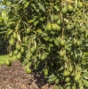 pianta di avocado dell'Etna varietà Hass in frutto