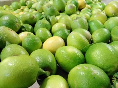 Image de 9 kg Citrons de Sicile