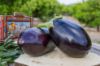 Immagine di Cassetta Personalizzabile Ortaggi e Frutta di Sicilia