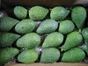 Picture of Avocado HASS coltivato in Sicilia 4kg