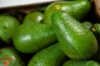 Image de Avocado Bacon coltivato in Sicilia -  4 pezzi