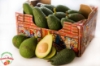 Picture of Avocado HASS coltivato in Sicilia 4kg