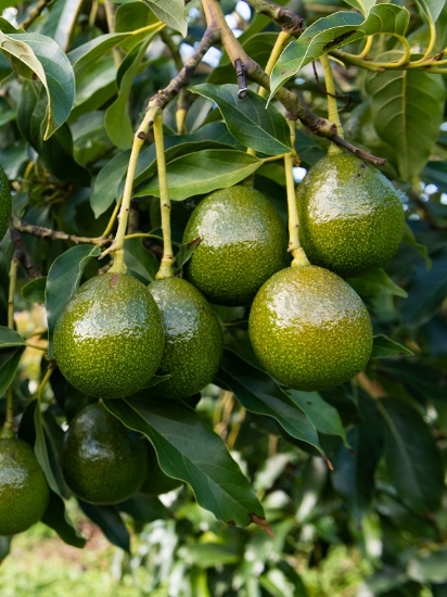 Image de 4kg Avocado REED coltivato in Sicilia 