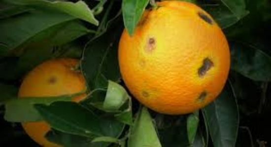 Image de 27kg arance Tarocco CAT II - "Le resilienti"