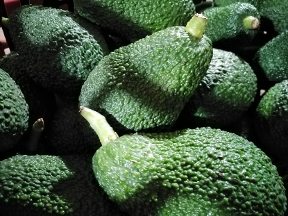 Immagine di Avocado HASS coltivato in Sicilia 9kg